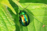 Oval&auml;ugiger Blattk&auml;fer (Chrysolina fastuosa)
