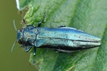Ohne deutschen Namen (Agrilus sulcicollis)