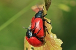 Pappelblattk&auml;fer (Chrysomela populi)