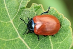 Pappelblattk&auml;fer (Chrysomela populi)