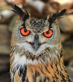 Uhu (Bubo bubo) - Das Foto entstand beim "Eulentag" im Natur-Infocentrum Boberger D&uuml;nen