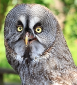 Bartkauz (Strix nebulosa) - Das Foto entstand beim "Eulentag" im Natur-Infocentrum Boberger D&uuml;nen