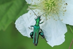 Gr&uuml;ner Scheinbockk&auml;fer (Oedemera nobilis)