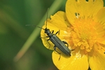 Graugr&uuml;ner Scheinbockk&auml;fer (Oedemera virescens)