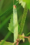 Spiegelfleck Dickkopffalter (Heteropterus morpheus) - Raupe