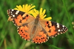 Distelfalter (Vanessa cardui)