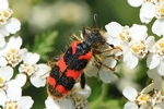 Zottiger Bienenk&auml;fer (Trichodes alvearius)