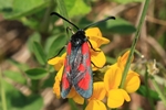 Beilfleck-Widderchen (Zygaena loti)