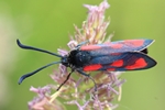 Beilfleck-Widderchen (Zygaena loti)