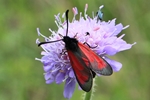 Thymian-Widderchen (Zygaena cf purpuralis)