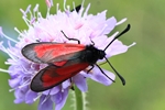 Thymian-Widderchen (Zygaena cf purpuralis)