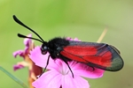 Thymian-Widderchen (Zygaena cf purpuralis)