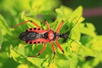 Rote Mordwanze (Rhynocoris iracundus)