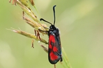 Beilfleck-Widderchen (Zygaena loti)