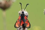 Beilfleck-Widderchen (Zygaena loti)