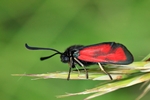 Thymian-Widderchen (Zygaena cf purpuralis)