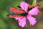 Beilfleck-Widderchen (Zygaena loti)