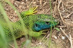 Westliche Smaragdeidechse (Lacerta bilineata) - Männchen zur Paarungszeit