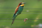 Bienenfresser (Merops apiaster)