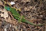 Westliche Smaragdeidechse (Lacerta bilineata) - Männchen zur Paarungszeit