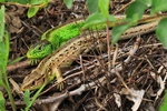 Zauneidechse (Lacerta agilis) - Männchen und Weibchen zur Paarungszeit