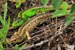 Zauneidechse (Lacerta agilis) - Männchen und Weibchen zur Paarungszeit