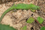 Westliche Smaragdeidechse (Lacerta bilineata)
