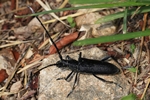 Kleiner Eichenbock (Cerambyx scopolii)