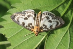 Brennnesselz&uuml;nsler (Anania hortulata)