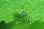 Gr&uuml;ner Schildk&auml;fer (Cassida viridis)