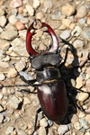 Hirschk&auml;fer (Lucanus cervus)