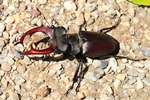 Hirschk&auml;fer (Lucanus cervus)