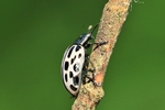 Weiden-Blattk&auml;fer (Chrysomela vigintipunctata)