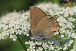 Kleiner Schlehen-Zipfelfalter (Satyrium acaciae)