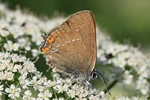 Kleiner Schlehen-Zipfelfalter (Satyrium acaciae)