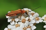 Echter Schenkelk&auml;fer (Oedemera podagrariae)