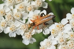Echter Schenkelk&auml;fer (Oedemera podagrariae)