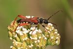 Spitzdeckenbock (Stenopterus rufus)