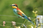 Bienenfresser (Merops apiaster)