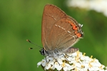 Kleiner Schlehen-Zipfelfalter (Satyrium acaciae)
