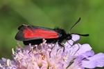 Thymian-Widderchen (Zygaena cf purpuralis)