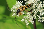 Gefleckter Schmalbock (Leptura maculata)