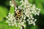Gefleckter Schmalbock (Leptura maculata)