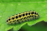 Sechsfleckwidderchen (Zygaena filipendulae) - Raupe