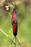 Thymian-Widderchen (Zygaena cf purpuralis)