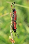 Beilfleck-Widderchen (Zygaena loti)
