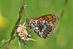 Wegerich-Scheckenfalter (Melitaea cinxia)