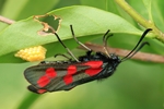 Sechsfleckwidderchen (Zygaena filipendulae) - Eiablage