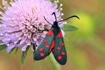 Hufeisenklee-Widderchen (Zygaena transalpina)