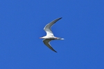 Flussseeschwalbe (Sterna hirundo)